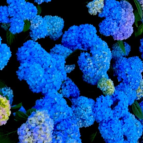 Meet your Posher, Annabelle. - Picture 1 of 1